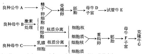 胎儿心脏发育不良的原因是什么？