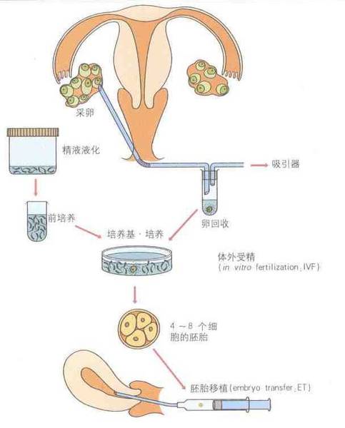 河北廊坊妇幼可以做第三代供卵试管吗