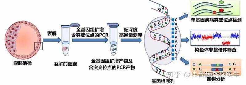 廊坊第二人民医院试管代怀收费多少吗（开放试管代怀的国家生男孩